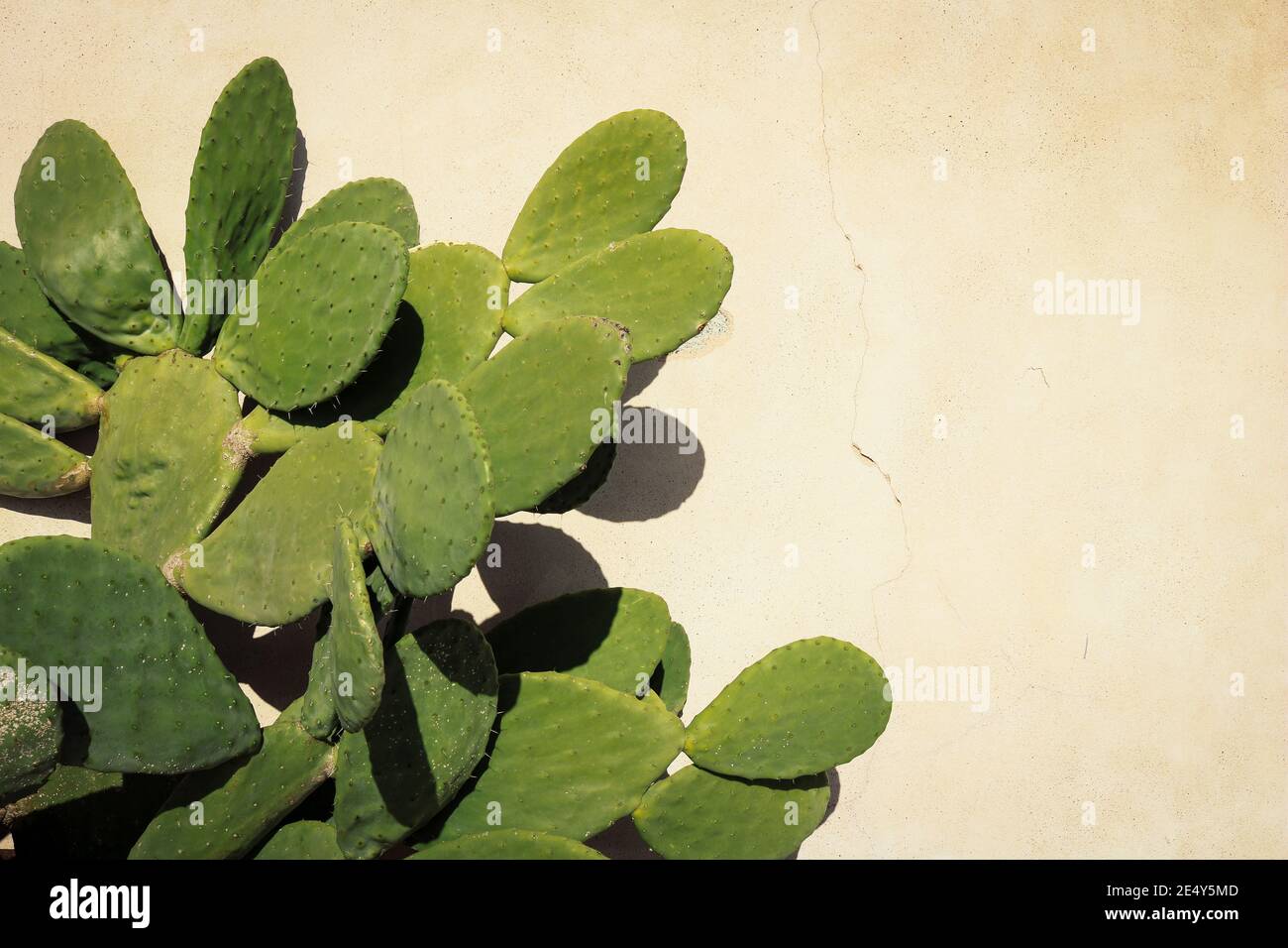 Hintergrundtextur eines Kaktus aus stacheligen Birnen davor Beigefarbene Wand Stockfoto