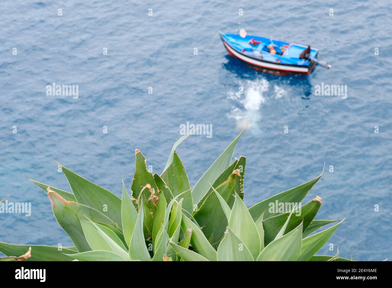 Eine üppige Sukkulente, die den Ozean in einem hohen zeigt Blick mit einem Fischenboot im Hintergrund in der Wasser Stockfoto