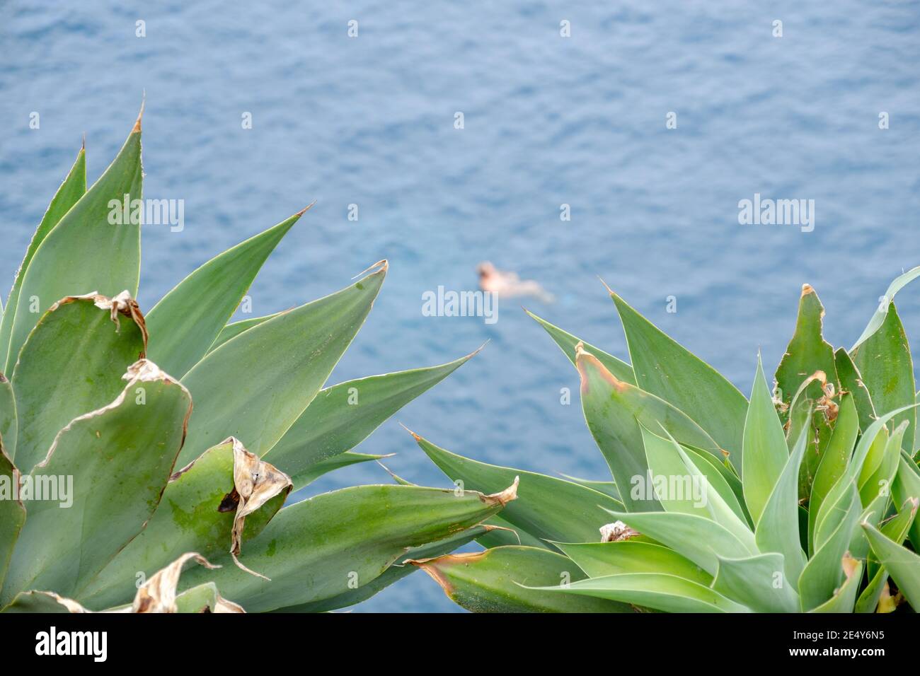 Eine üppige Sukkulente, die den Ozean in einem hohen zeigt Blick mit einem Mann im Hintergrund im Wasser Stockfoto