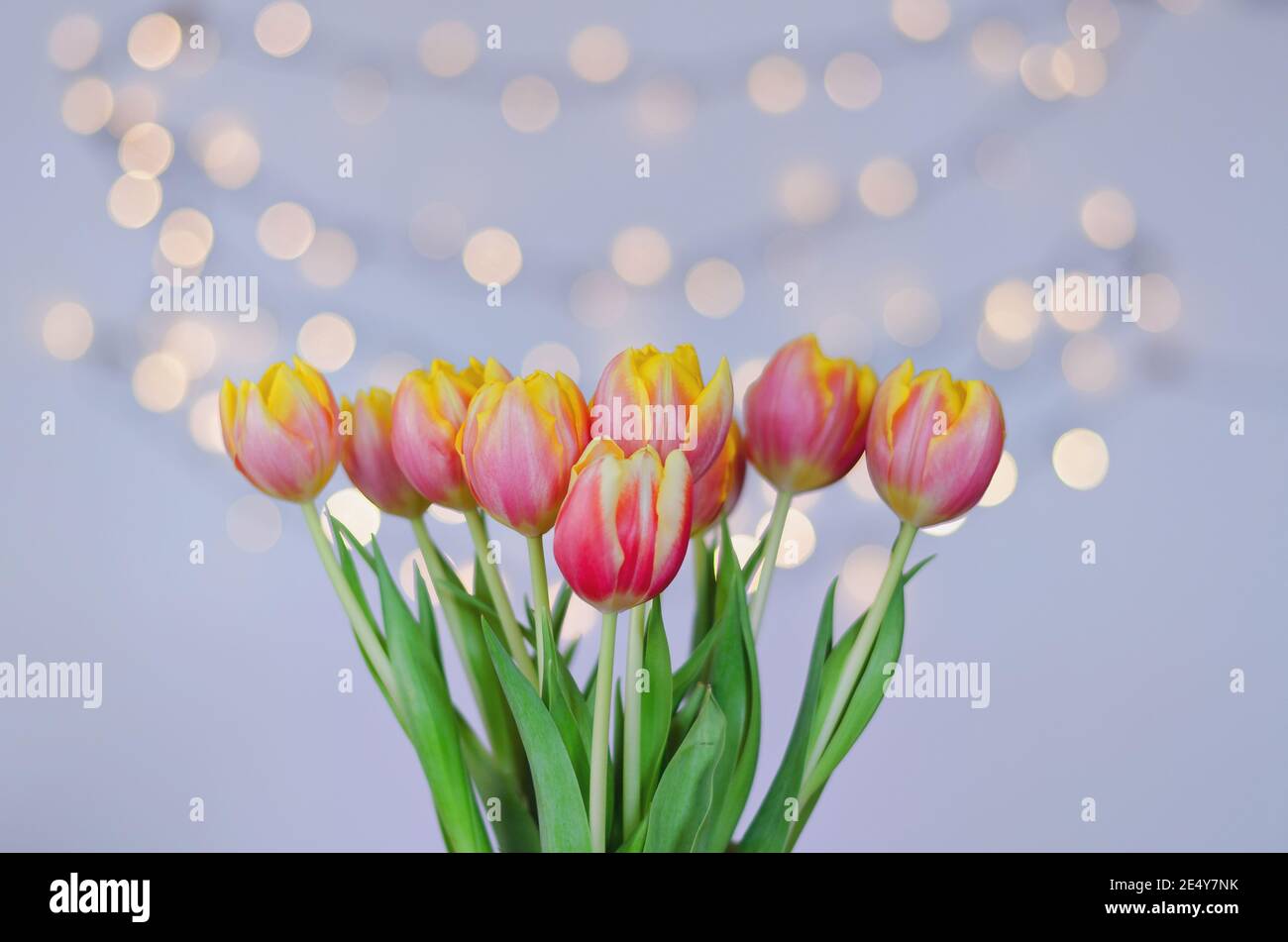 Draufsicht auf schöne rosa, gelbe Tulpen auf blauem Hintergrund mit Bokeh. Grußkarte. März. Muttertag. Alles gute zum Frauentag. Stockfoto