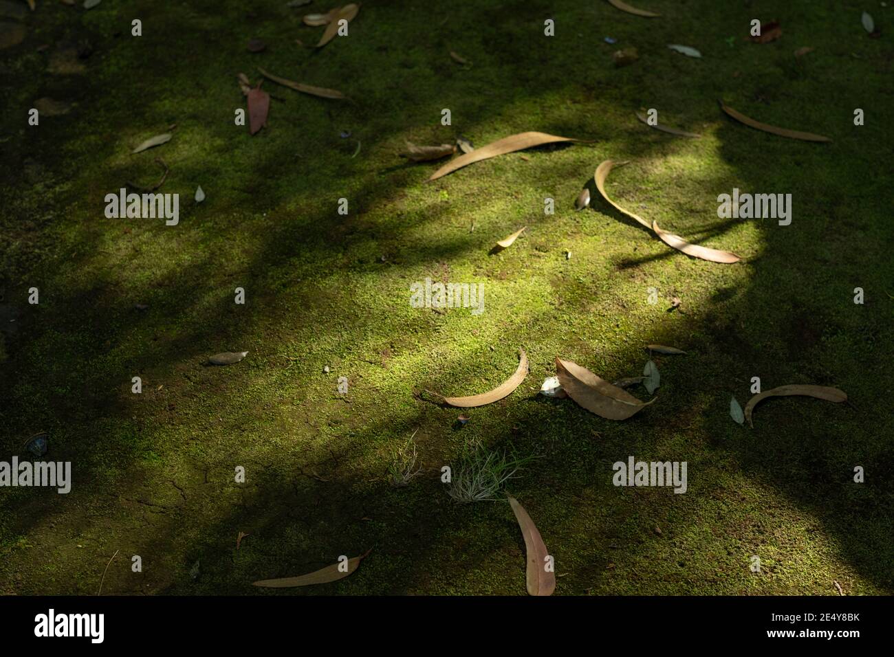 Braune Blätter teilweise von der Sonne in der tropischen übersät Waldboden mit Moos und Schatten bedeckt Stockfoto