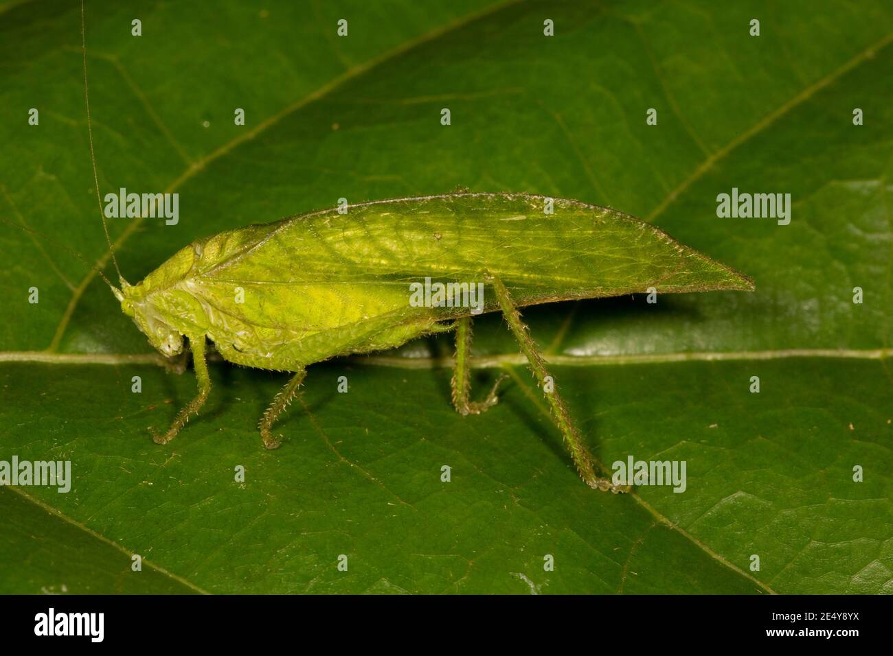 Nicht identifiziertes Katydid Männchen, Tettigoniidae. Stockfoto