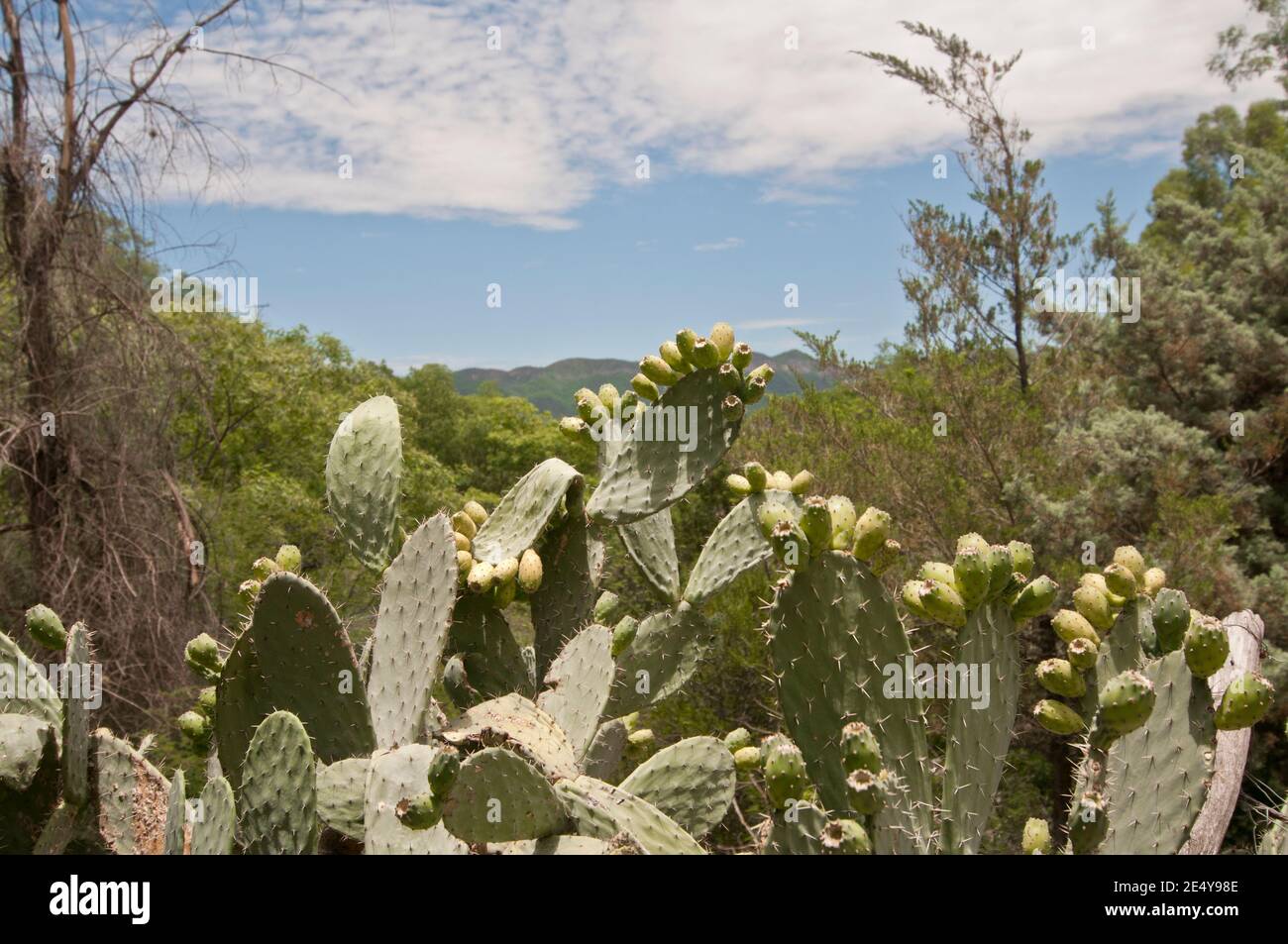 Kaktusfrucht (Opuntia). Salta, Argentinien Stockfoto