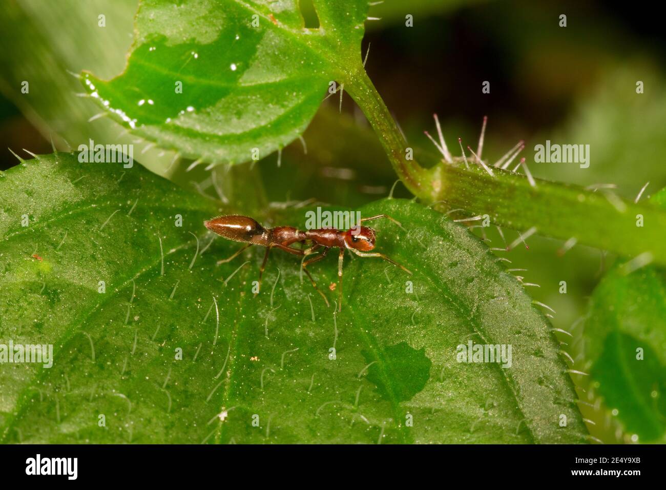 ANT-MIMIC Spider. Stockfoto