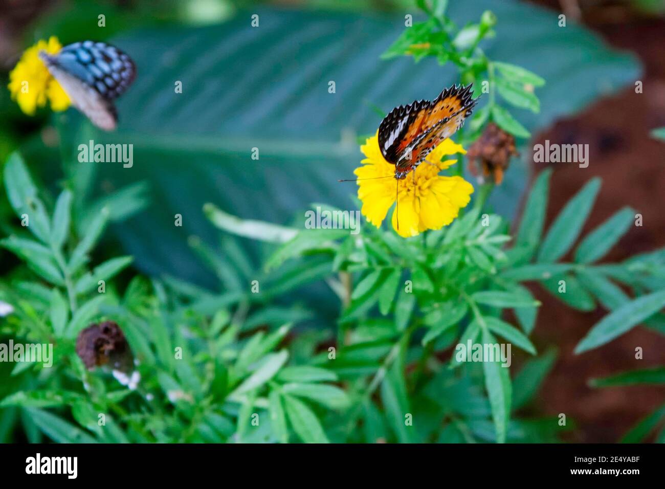 Asiatische Schmetterlinge füttern auf Blumen Stockfoto
