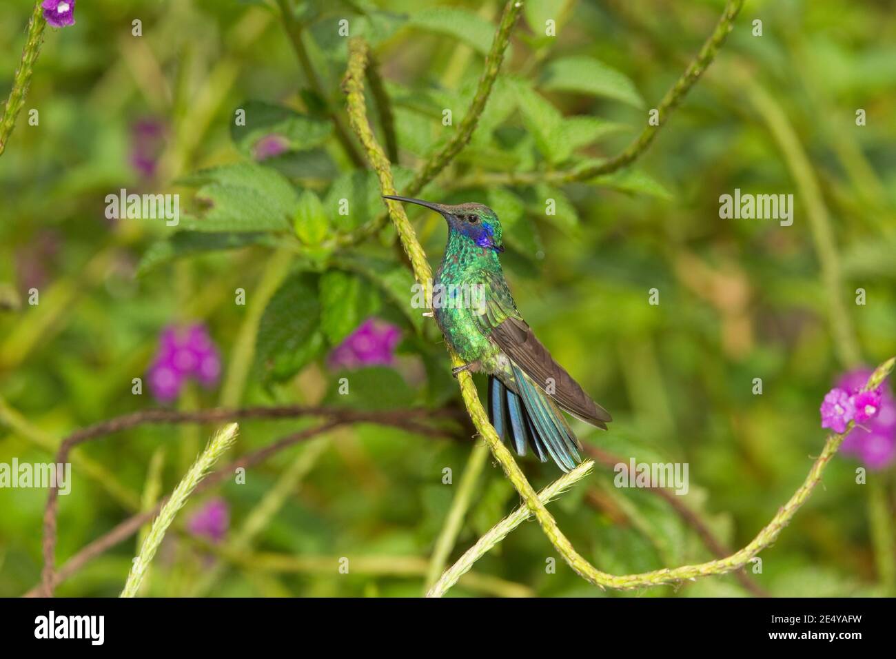 Funkelnde Violettear, Colibri coruscans, thront in Verbena Busch. Stockfoto