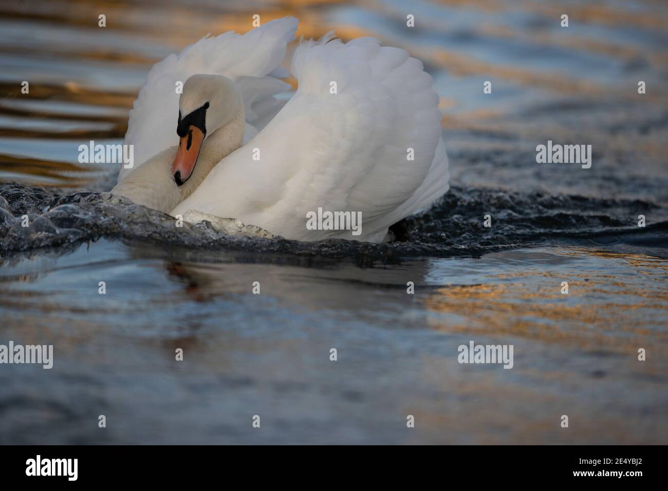 Schwäne auf dem Wasser Stockfoto