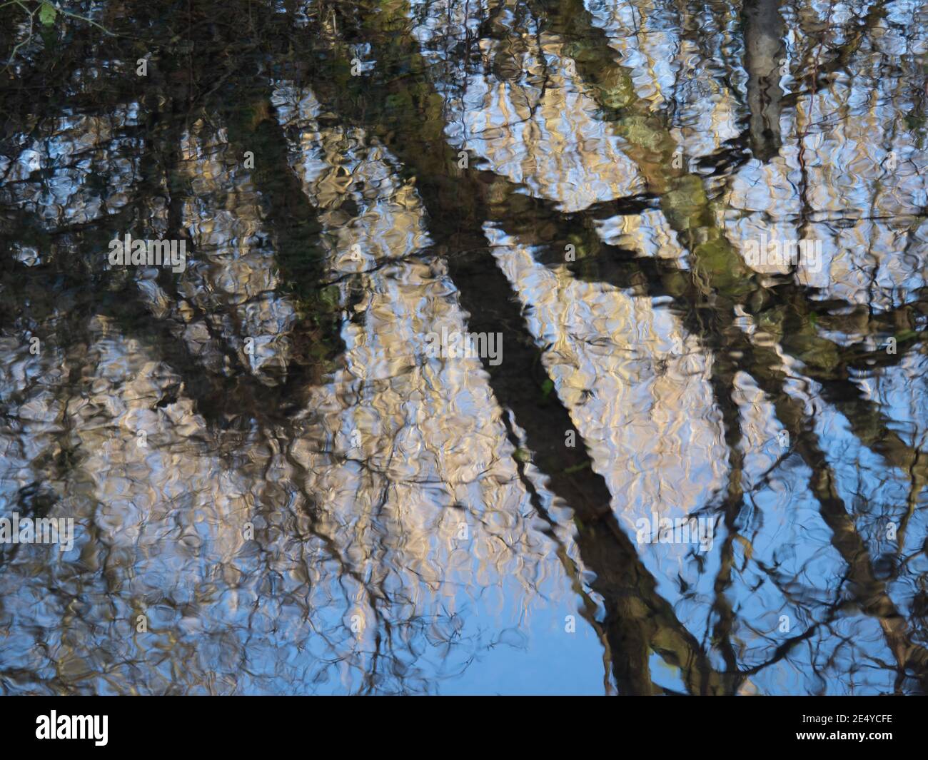Baumreflexionen, abstrakte Natur Winter oder Frühling Hintergrund. Stockfoto