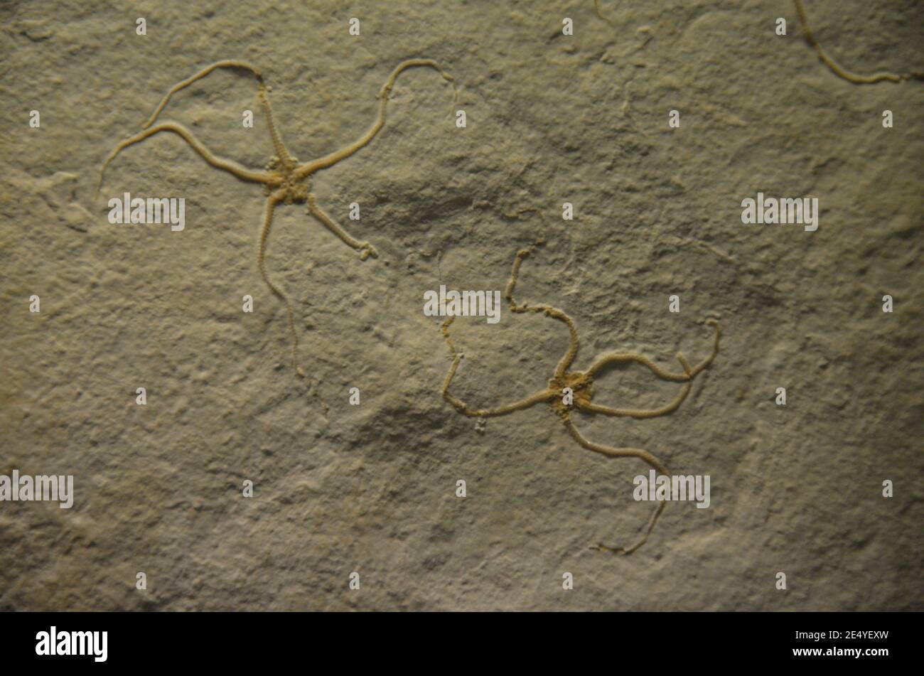 Innenansicht des Senckenberg Museums in Frankfurt am Main Stockfoto