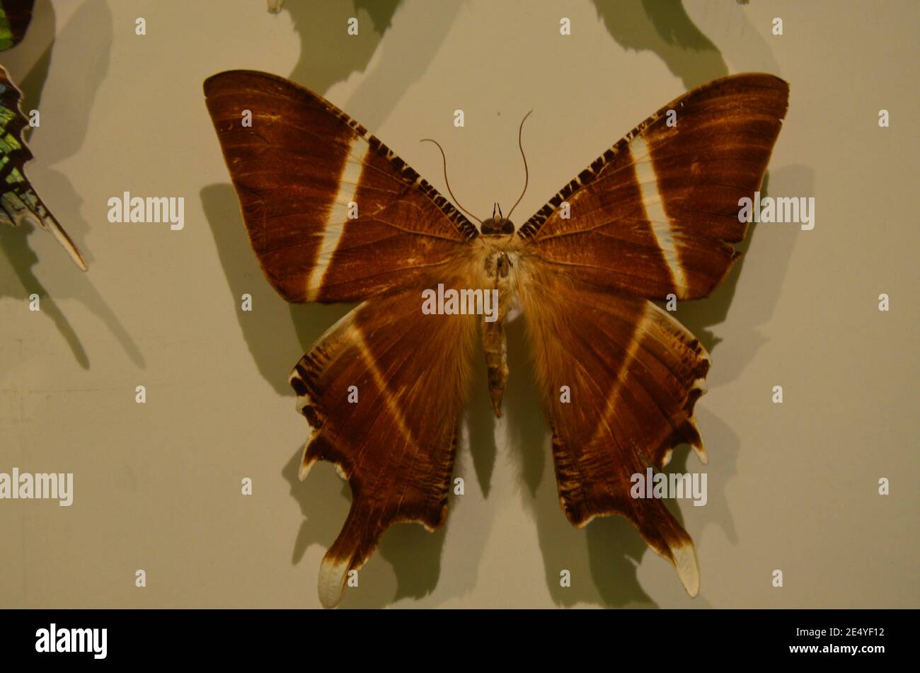 Innenansicht des Senckenberg Museums in Frankfurt am Main Stockfoto