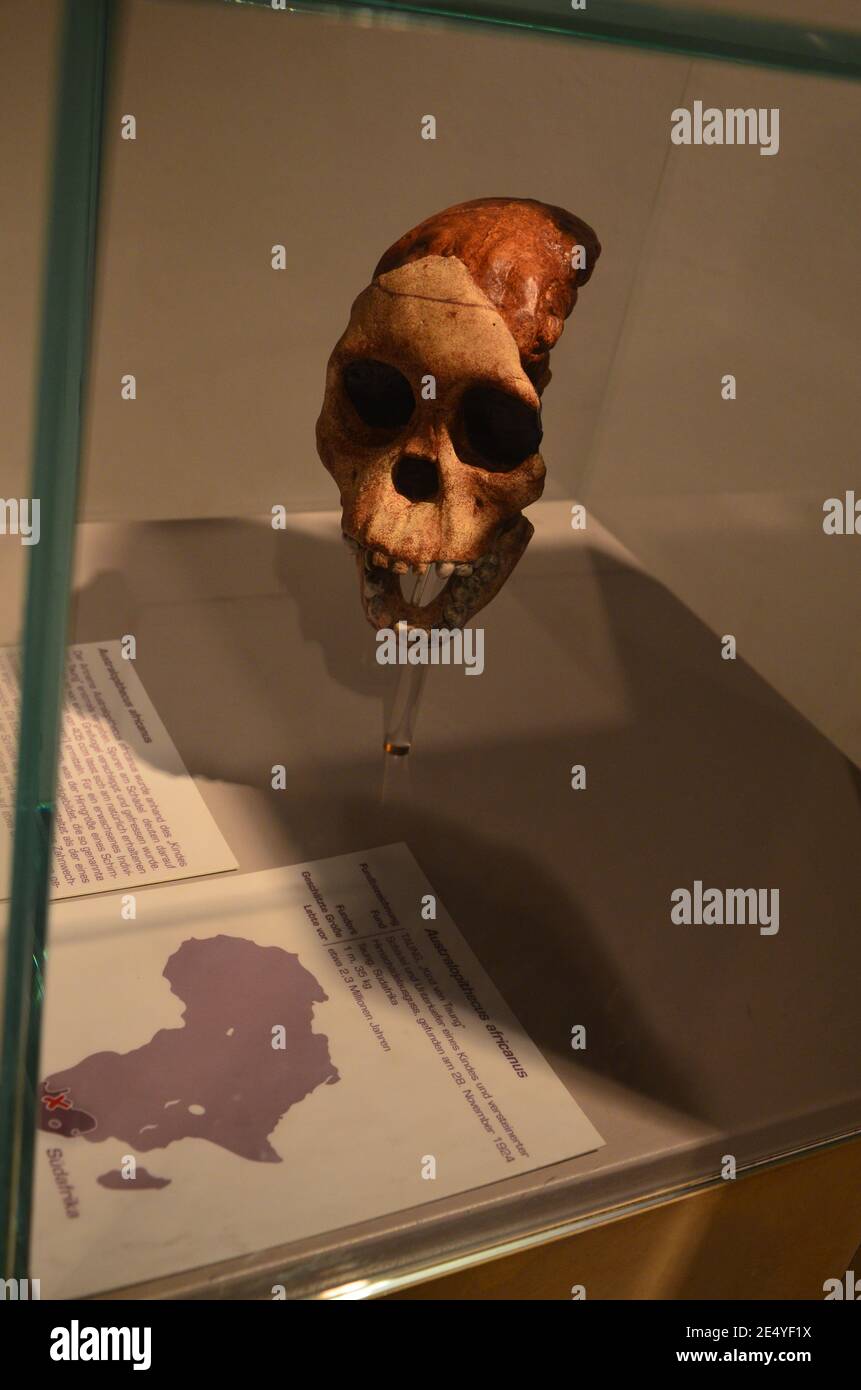 Innenansicht des Senckenberg Museums in Frankfurt am Main Stockfoto