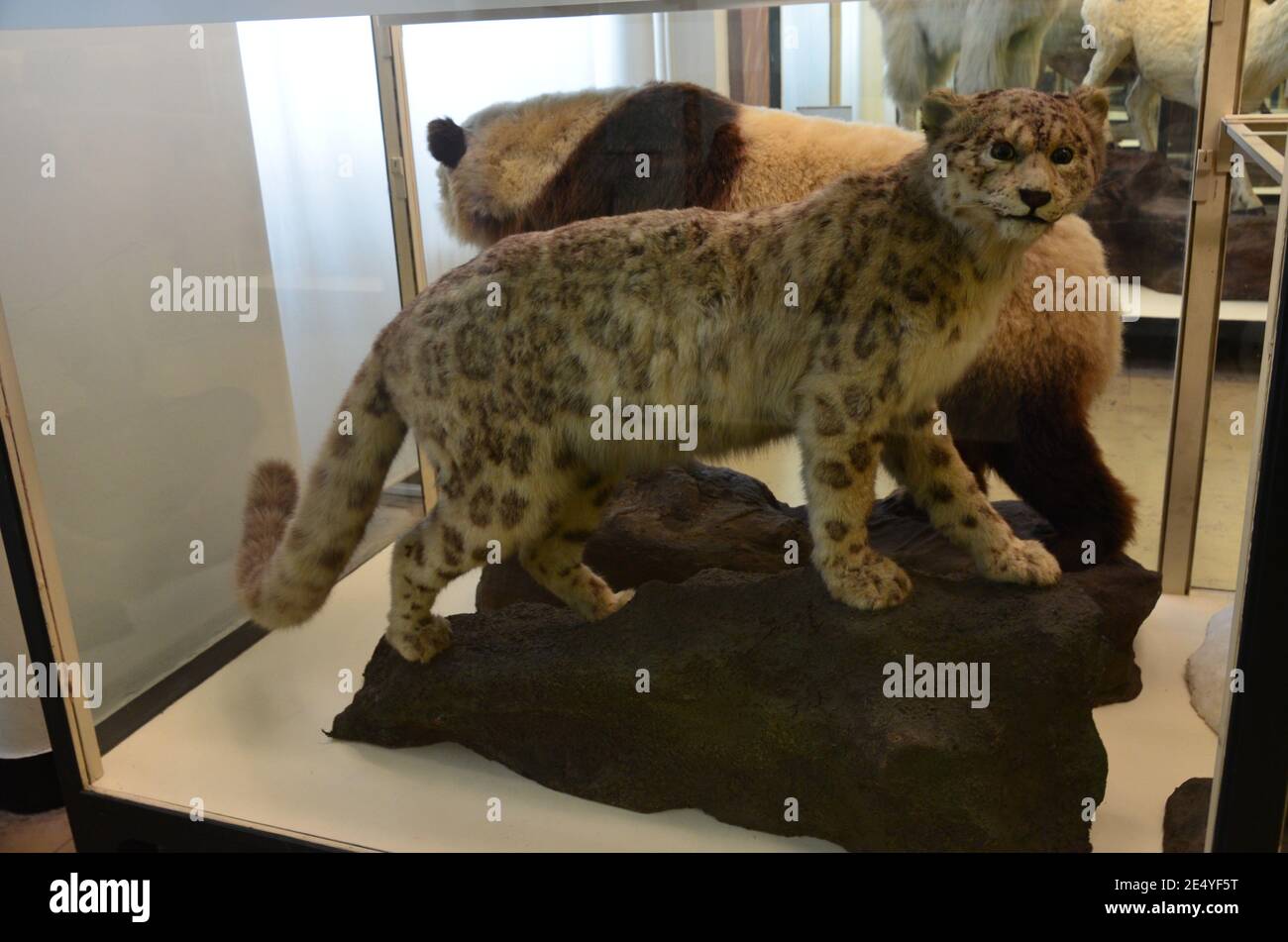 Innenansicht des Senckenberg Museums in Frankfurt am Main Stockfoto