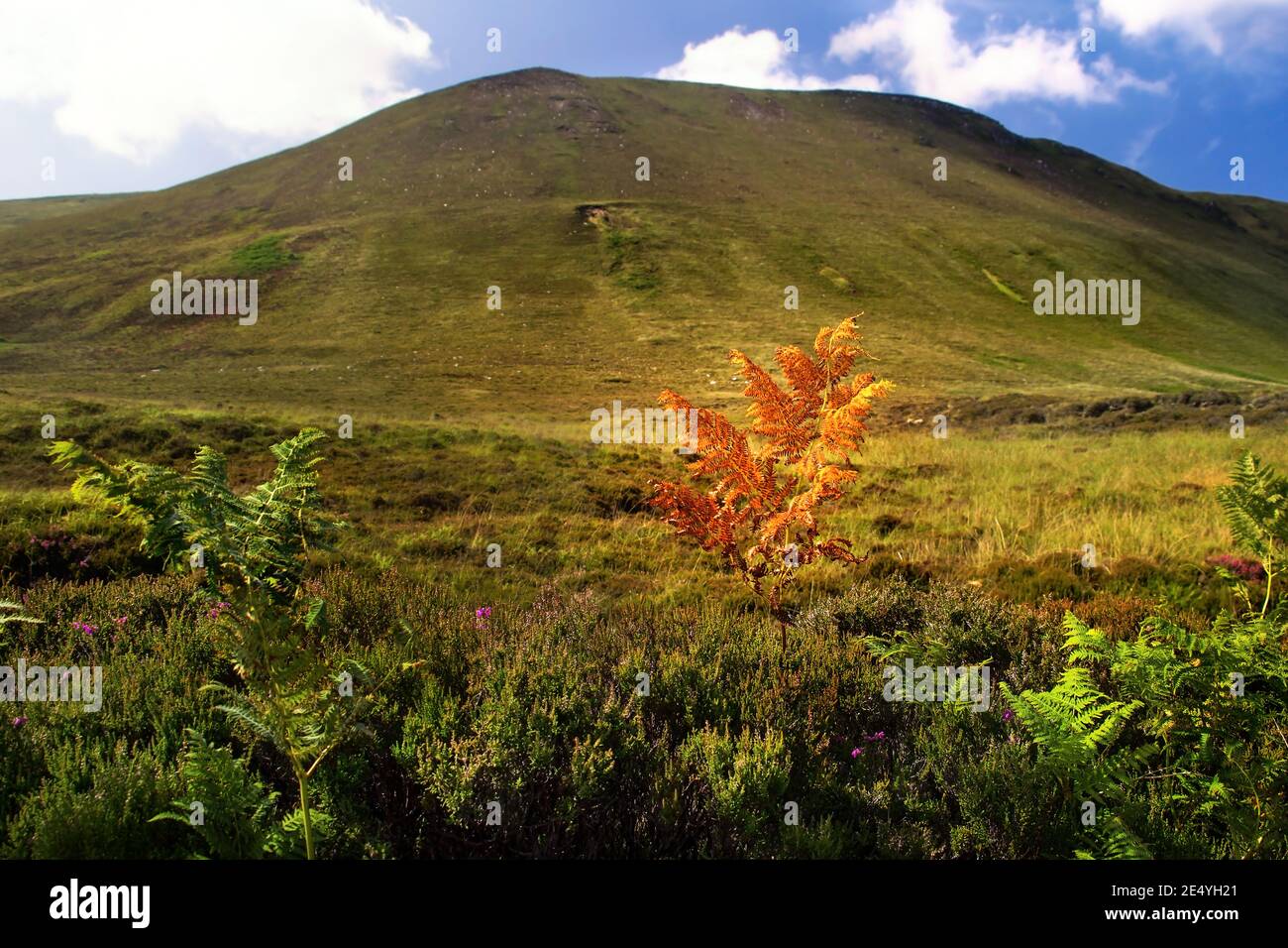 Großer brauner Hügel mit orangefarbener Farnpflanze im Vordergrund und Blauer Himmel mit weißen Wolken am Sommertag in Schottland Stockfoto