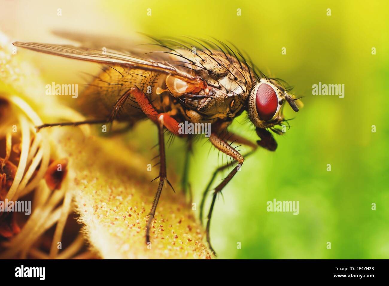 Makro Nahaufnahme Foto von Fliegeninsekt mit roten Augen Und dunkelgelb behaarten Körper sitzt auf Blatt mit verschwommen Grüner Hintergrund Stockfoto