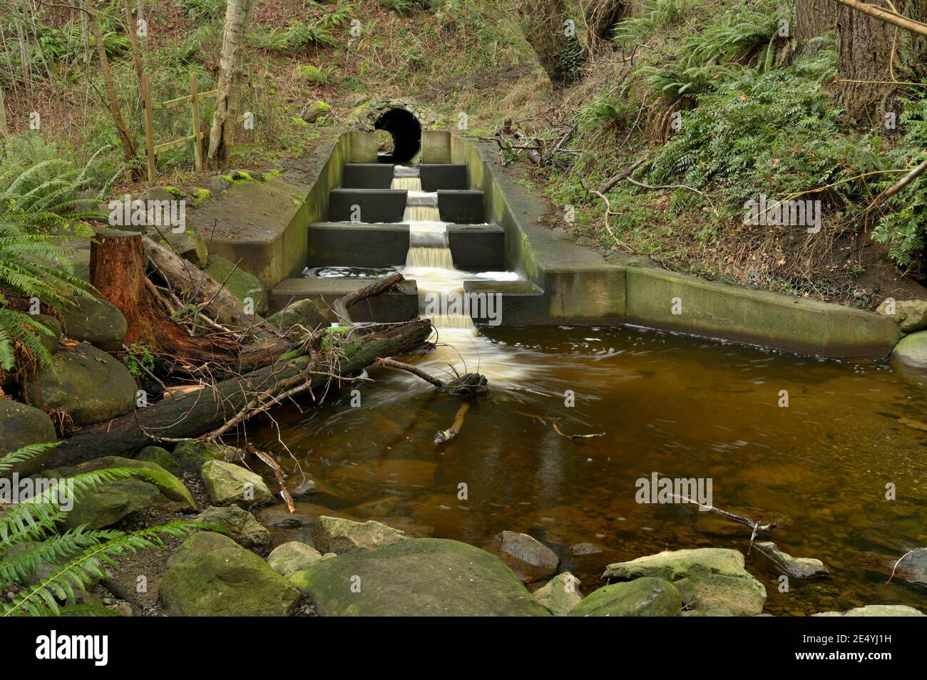 Fischleiter, Brooklyn Creek, Comox, Vancouver Island, British Columbia, Kanada Stockfoto
