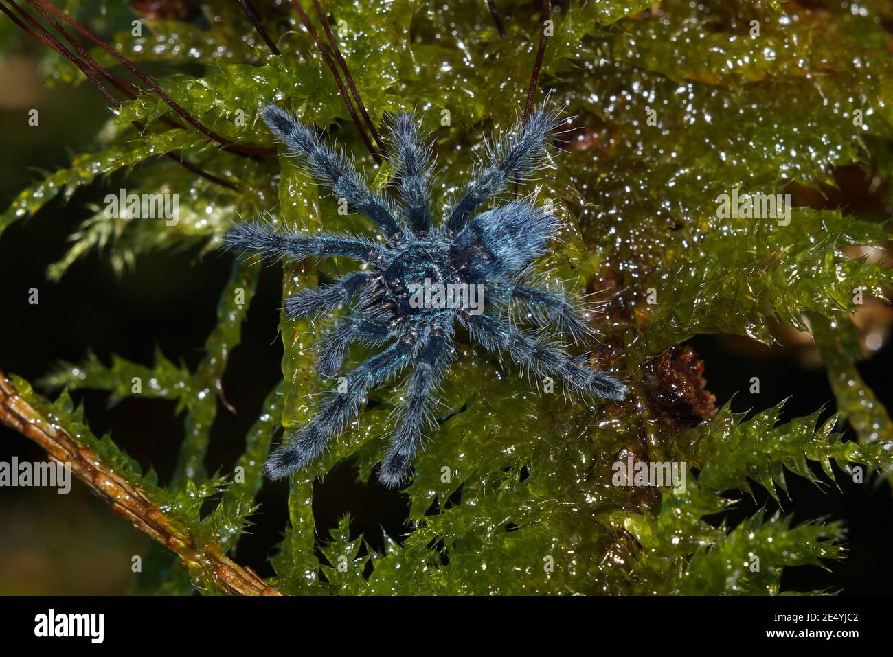 Caribena versicolor, Antillen Pinktoe tarantula, Martinique rote Baumspinne, Martinique-Baumvogelspinne Stockfoto