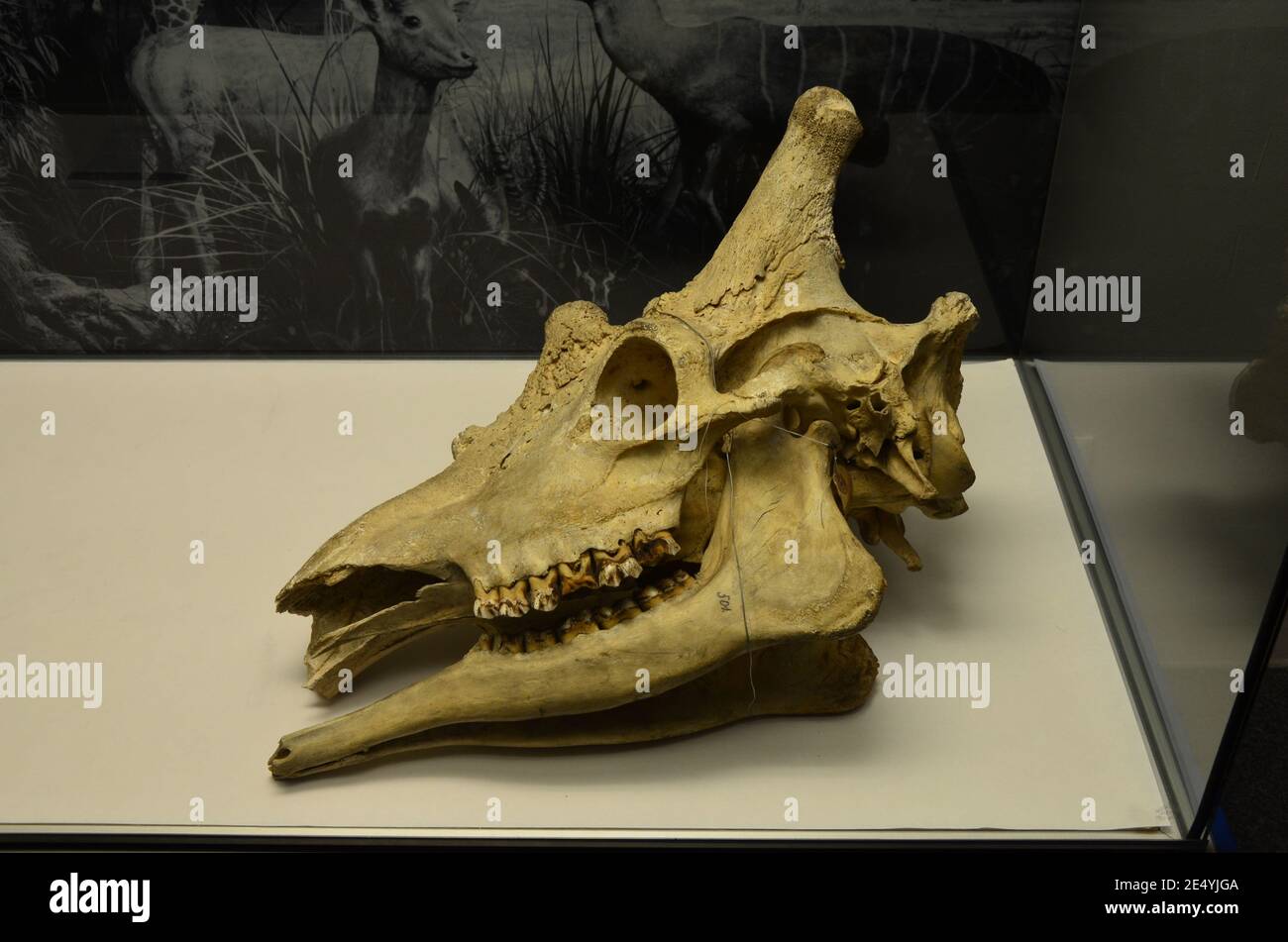 Innenansicht des Senckenberg Museums in Frankfurt am Main Stockfoto