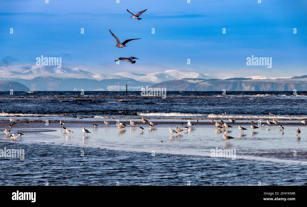 FINDHORN MORAY COAST SCOTLAND DER STRAND MIT MÖWEN AUSTERNFISCHER UND DIE SUTORS DER SCHWARZEN ISLE MIT SCHNEE BEDECKT BERGE DAHINTER Stockfoto