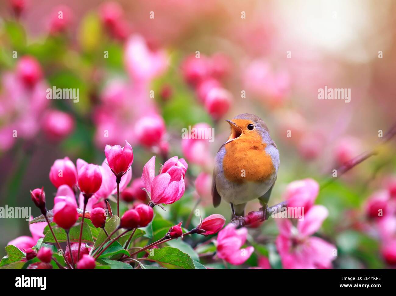 Der kleine singvogel, ein Rotkehlchen, sitzt im Mai in einem sonnigen Garten inmitten der Blumen eines Apfelbaums Stockfoto