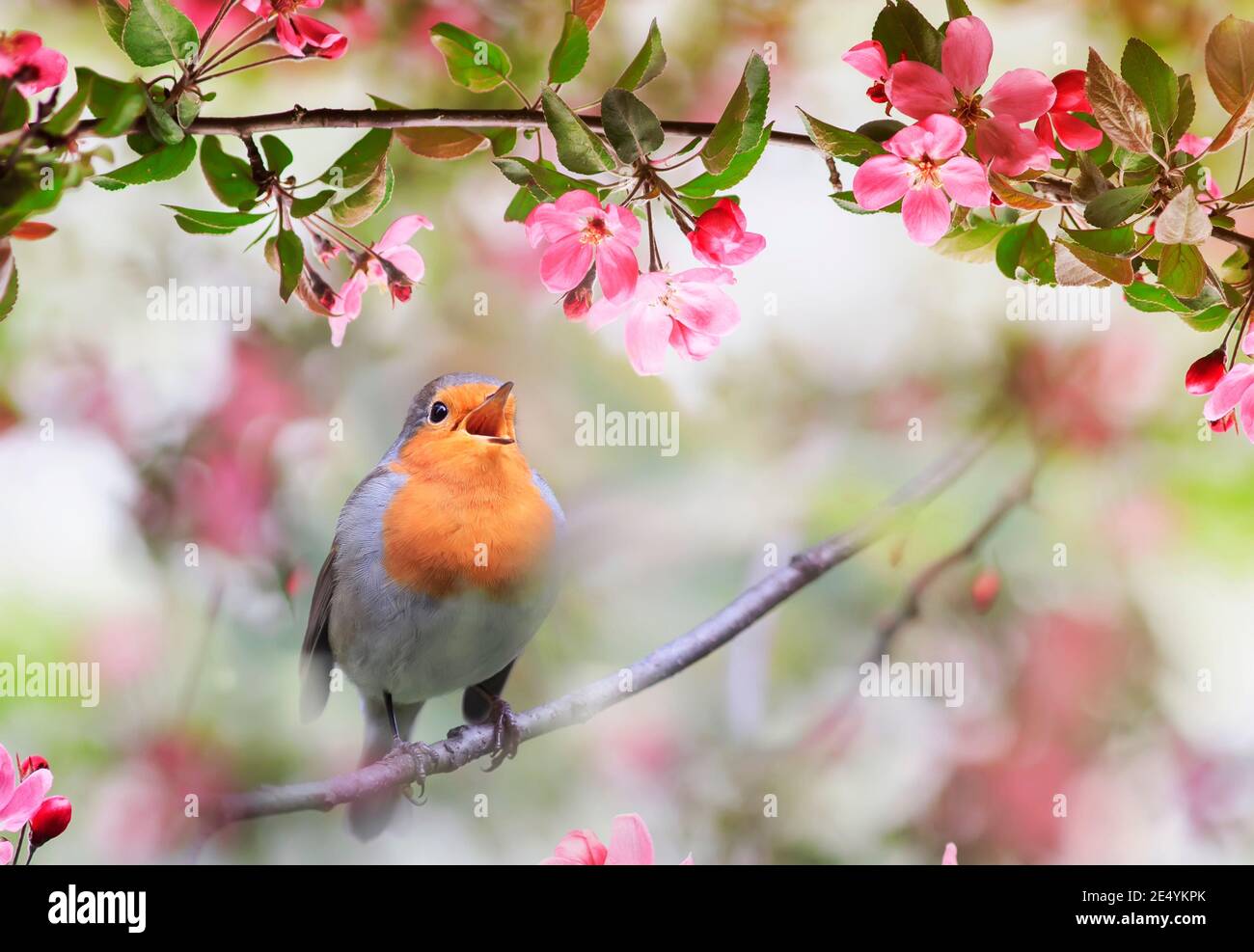 Der kleine singvogel, ein Rotkehlchen, sitzt im Mai in einem sonnigen Garten inmitten der Blumen eines Apfelbaums Stockfoto