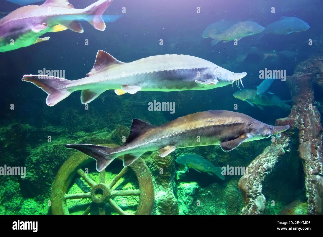 Russisches Stör Kaspisches Meer Stockfotos und -bilder Kaufen - Alamy