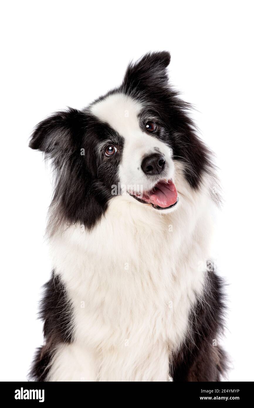 Border-Collie-Schäferhund vor einem weißen Hintergrund Stockfoto