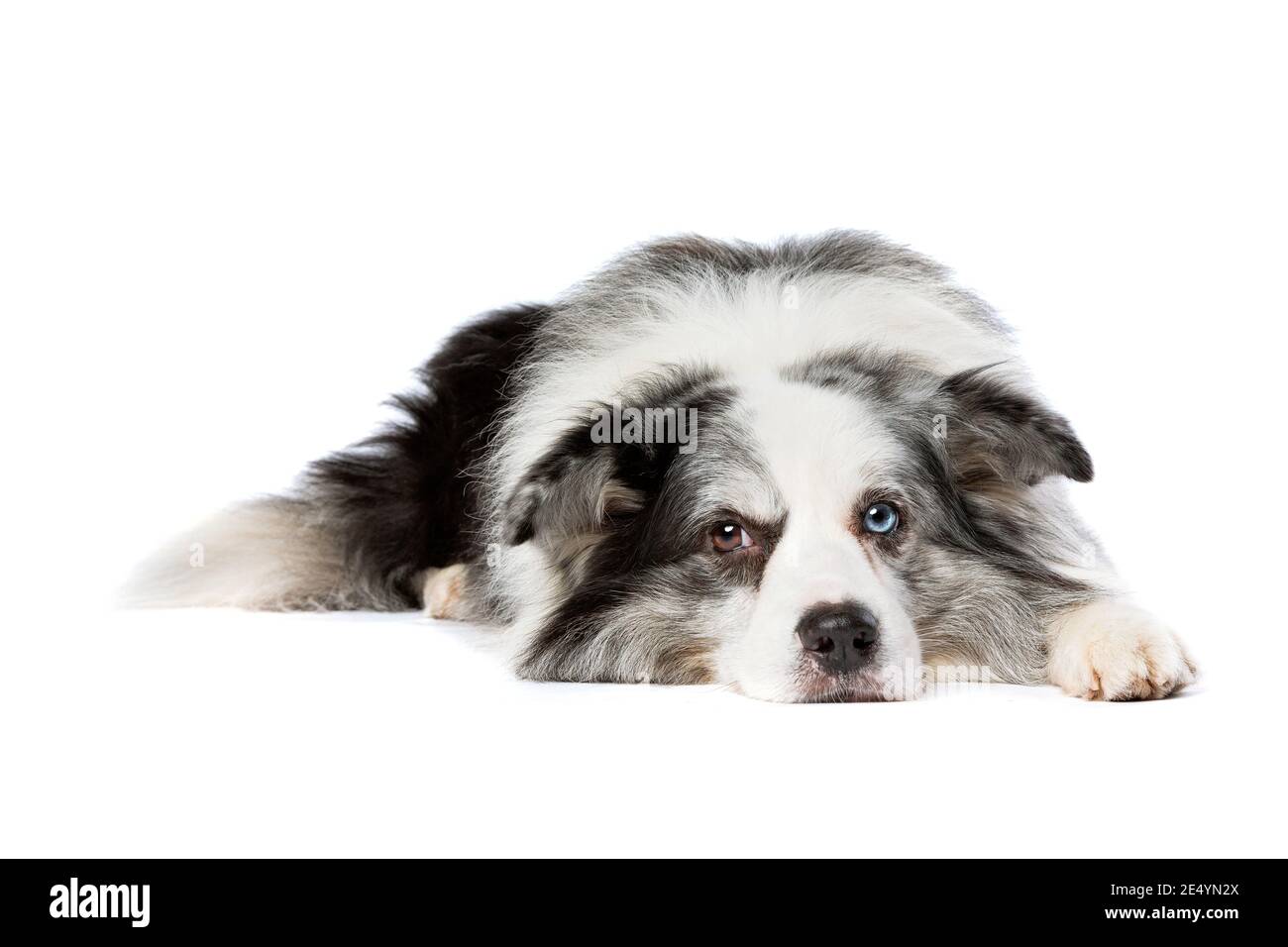 Alte blaue Merle Grenze Collie Hund vor einem Weißer Hintergrund Stockfoto