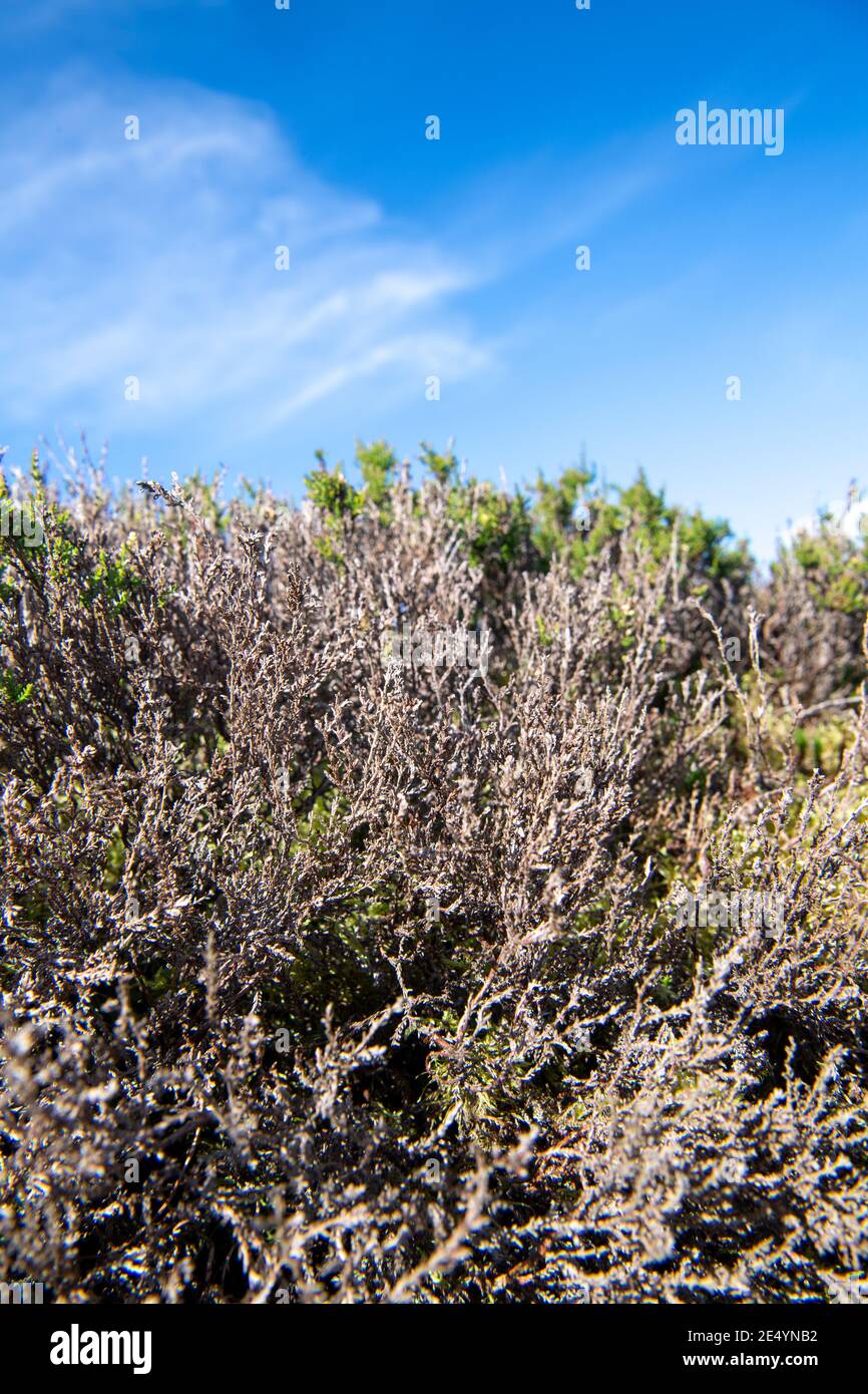 Heather, Calluna vulgaris, auf Moor beschädigt durch Heather Beetle, Lochmaea suturalis. North Yorkshire, Großbritannien. Stockfoto