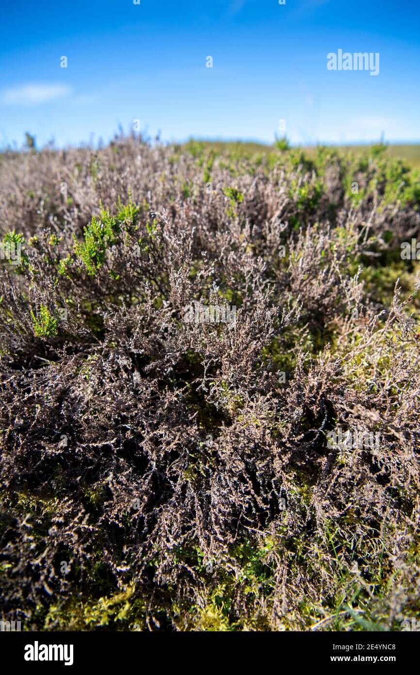 Heather, Calluna vulgaris, auf Moor beschädigt durch Heather Beetle, Lochmaea suturalis. North Yorkshire, Großbritannien. Stockfoto