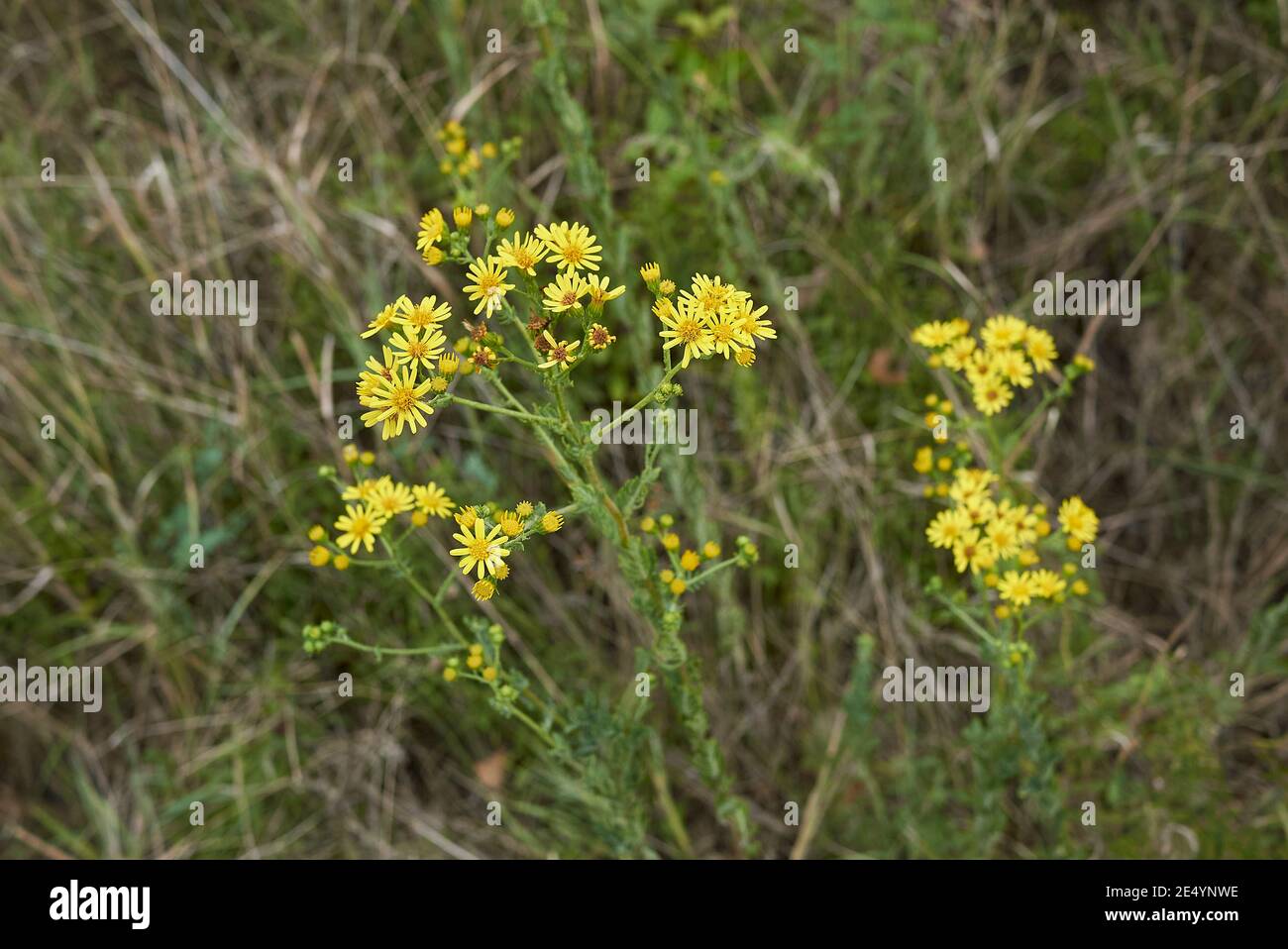 Jacobaea erucifolia gelber Blütenstand und strukturierte Blätter aus nächster Nähe Stockfoto