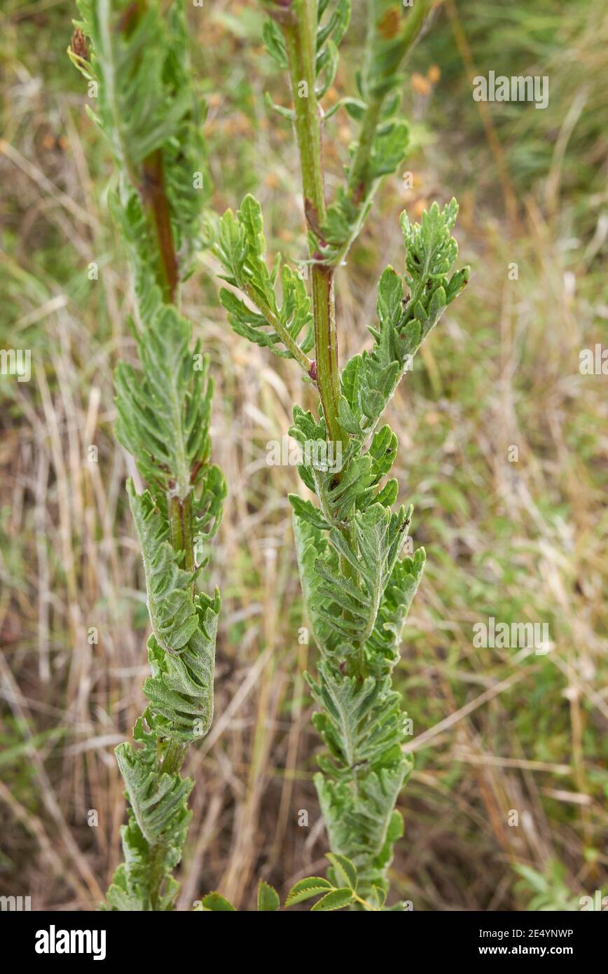 Jacobaea erucifolia gelber Blütenstand und strukturierte Blätter aus nächster Nähe Stockfoto