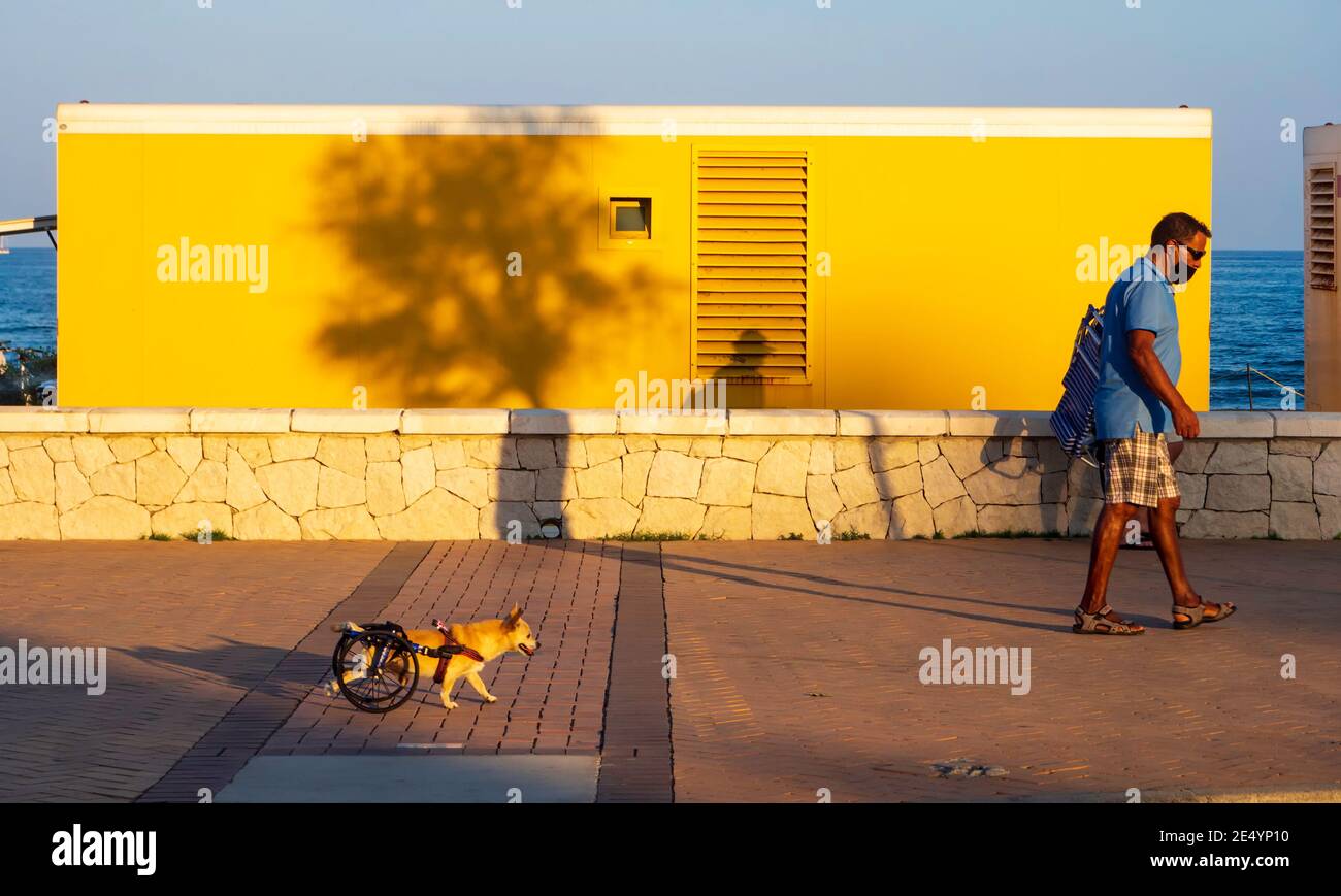 Fuengirola. September 2020. Ein Mann geht mit seinem kleinen Hund mit seinen Hinterbeinen behindert, mit einem Wagen mit Rädern. Stockfoto
