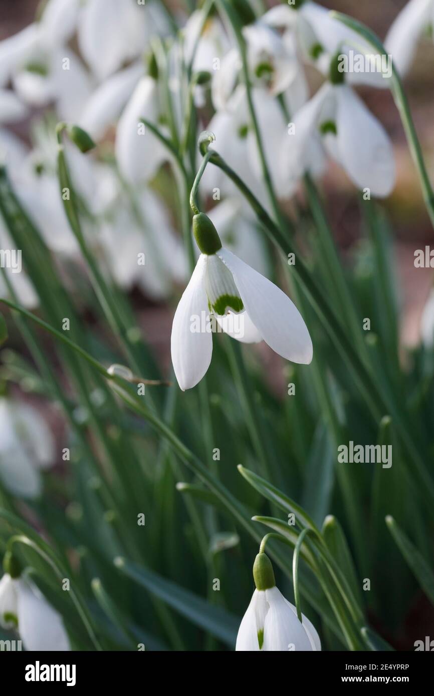 Galanthus "Galatea" Blumen im Winter. Stockfoto