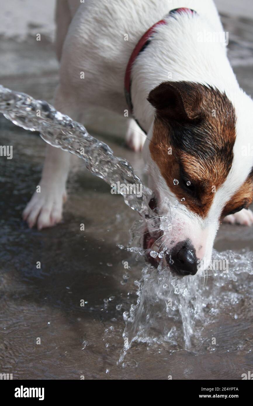 Low-Angle-Aufnahme des jungen Jack Russell Terrier Hund trinken Wasser aus dem Gartenschlauch aus der Sicht Stockfoto Low-Angle-Aufnahme des jungen Jack Russell Terrier Hund trinken Wasser aus dem Gartenschlauch aus der Sicht Stockfoto