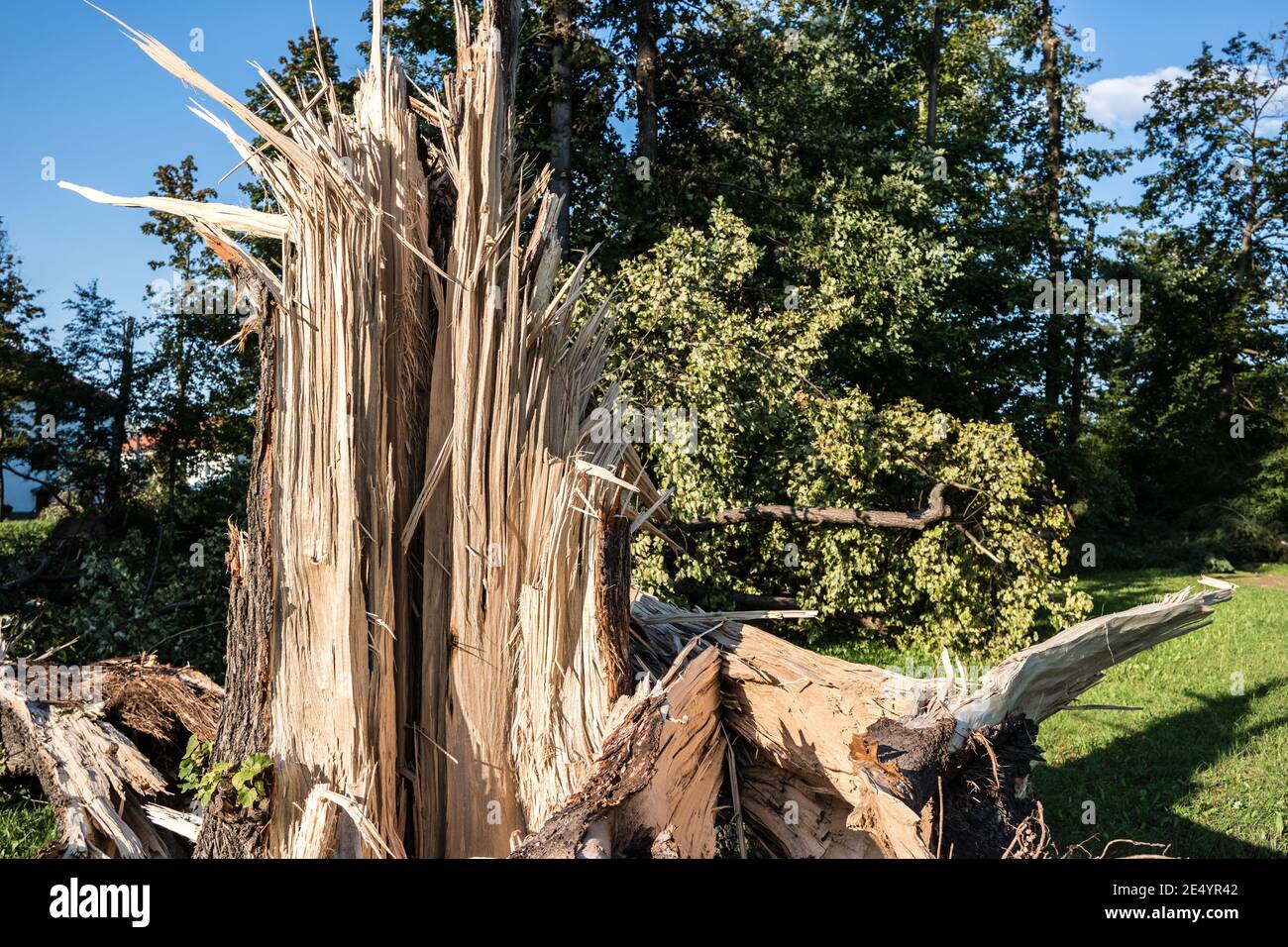 Bäume im Wald durch Sturm beschädigt Stockfoto