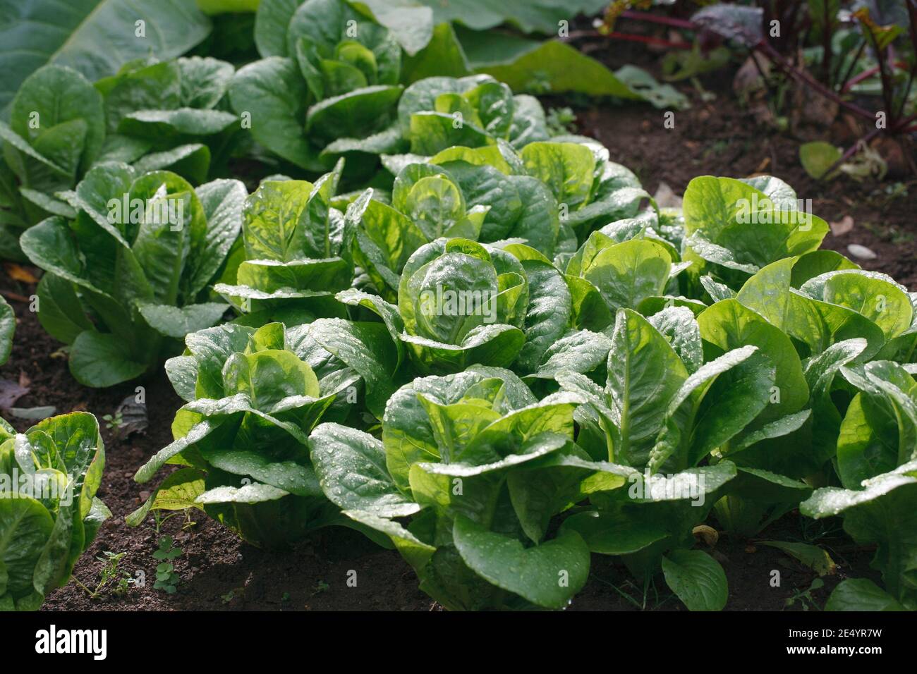 Lactuca sativa. Salat wächst in einem Gemüsegarten. Stockfoto