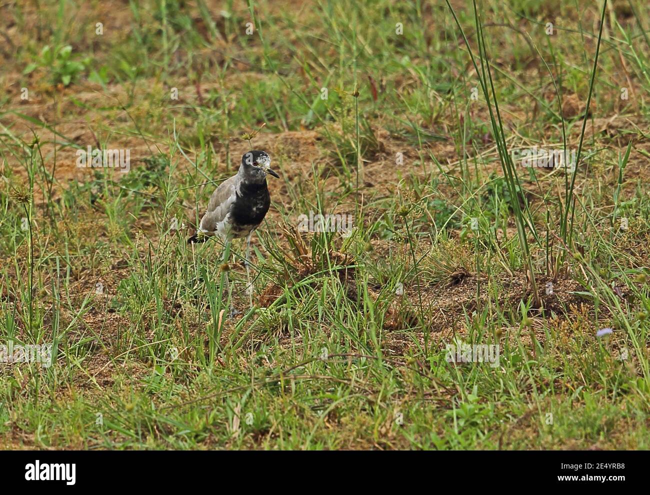 Schmied Kiebitz (Vanellus armatus) / Weißkopfkiebitz (V.albiceps) Hybrid auf grasbewachsenen Insel St. Lucia, Südafrika November Stockfoto