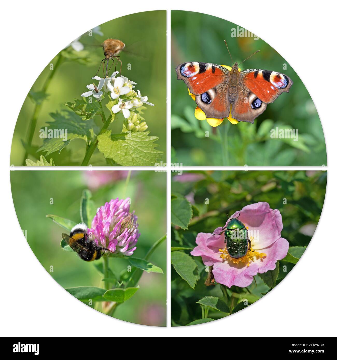 Verschiedene Insekten in einer Collage Stockfoto
