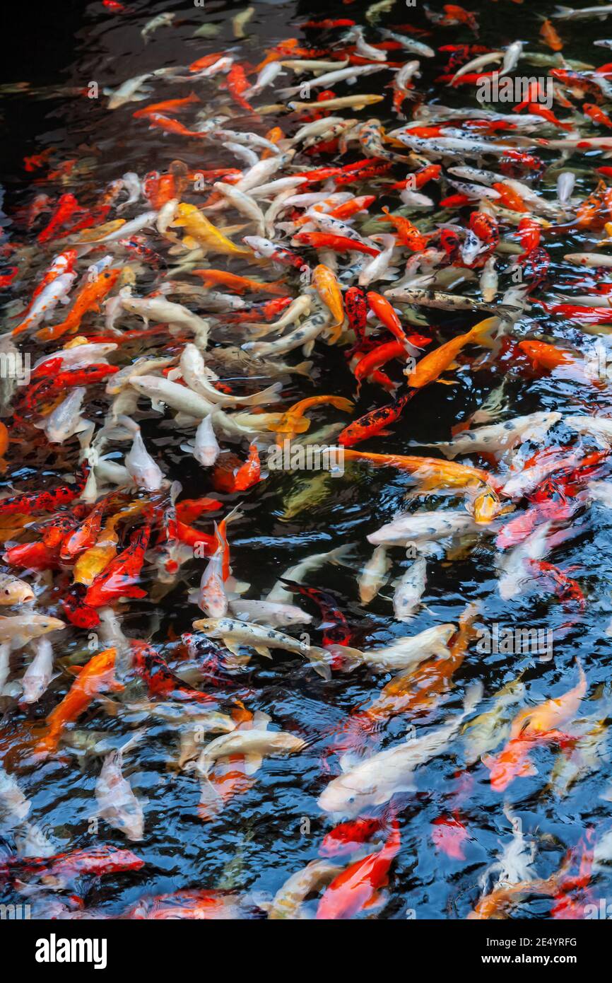 Nishikigoi fisch Fotos und Bildmaterial in hoher Auflösung Alamy
