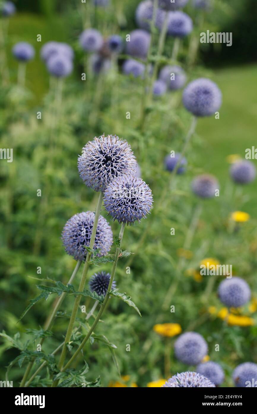 Echinops Blumen in einem Garten Grenze. Kugeldistel Blume. Stockfoto