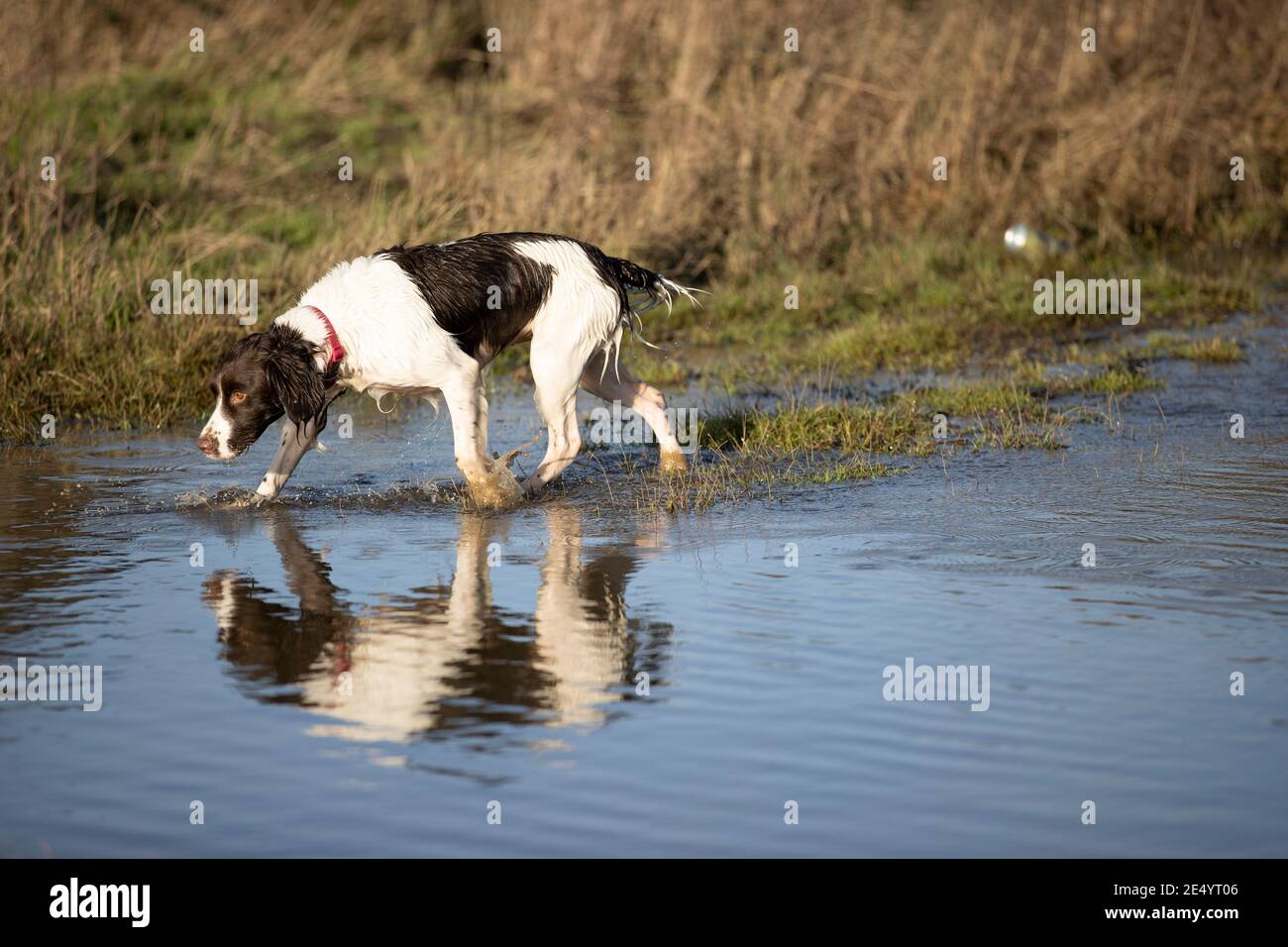 English Springer Spaniel Stockfoto