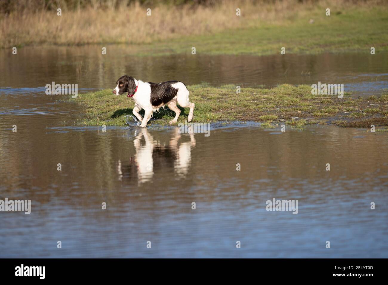 English Springer Spaniel Stockfoto