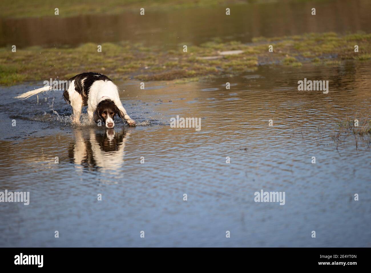 English Springer Spaniel Stockfoto