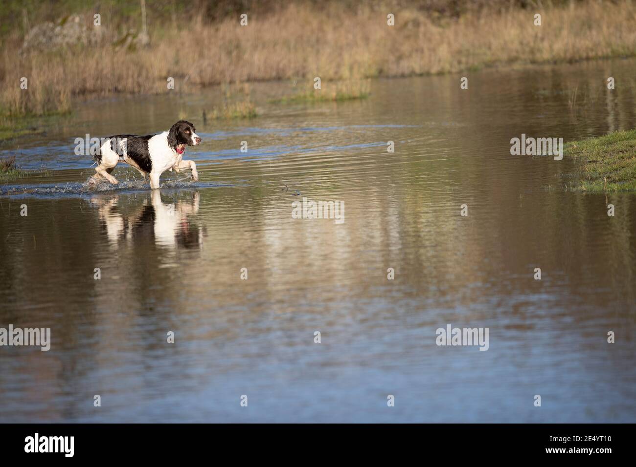 English Springer Spaniel Stockfoto