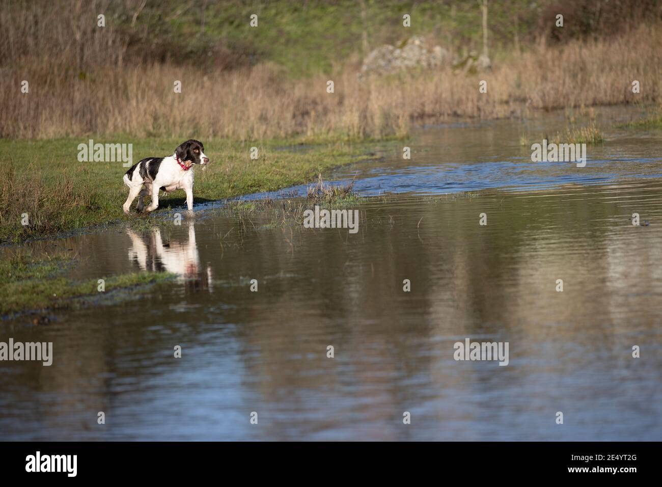 English Springer Spaniel Stockfoto