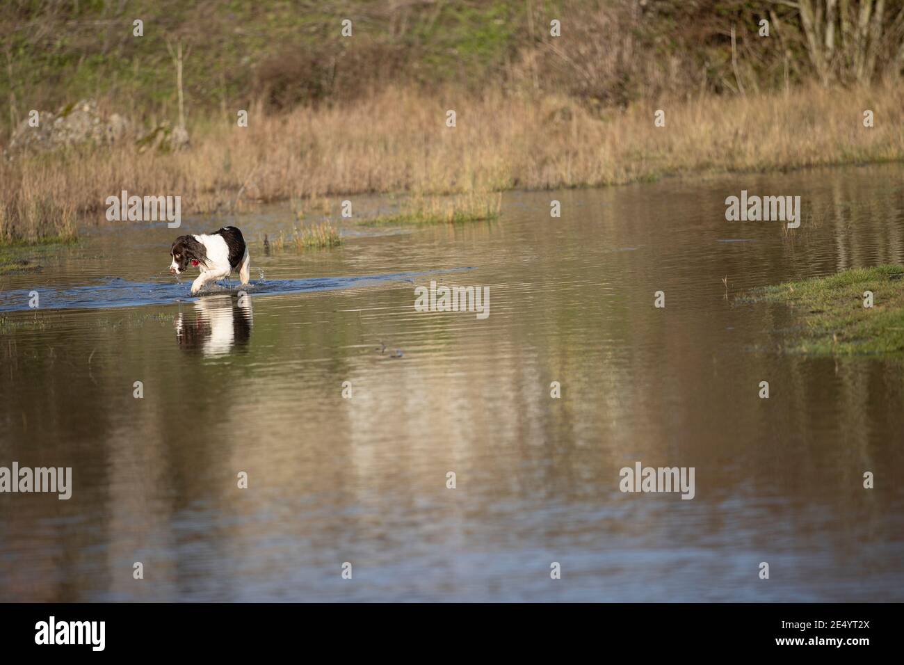 English Springer Spaniel Stockfoto