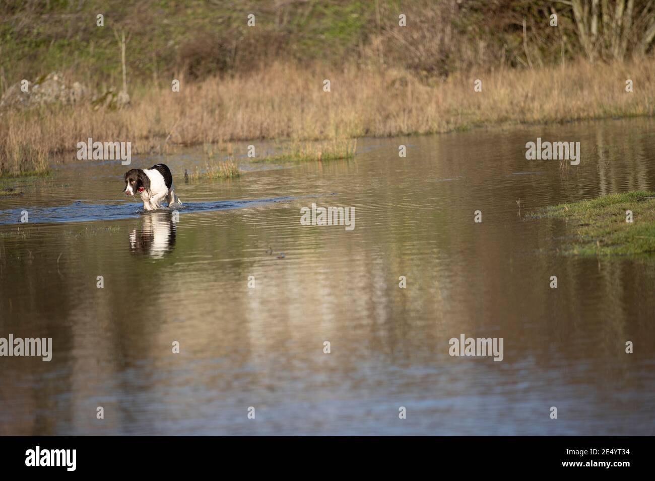 English Springer Spaniel Stockfoto