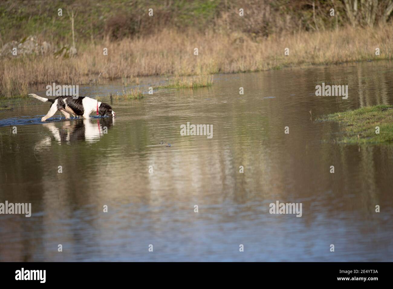 English Springer Spaniel Stockfoto