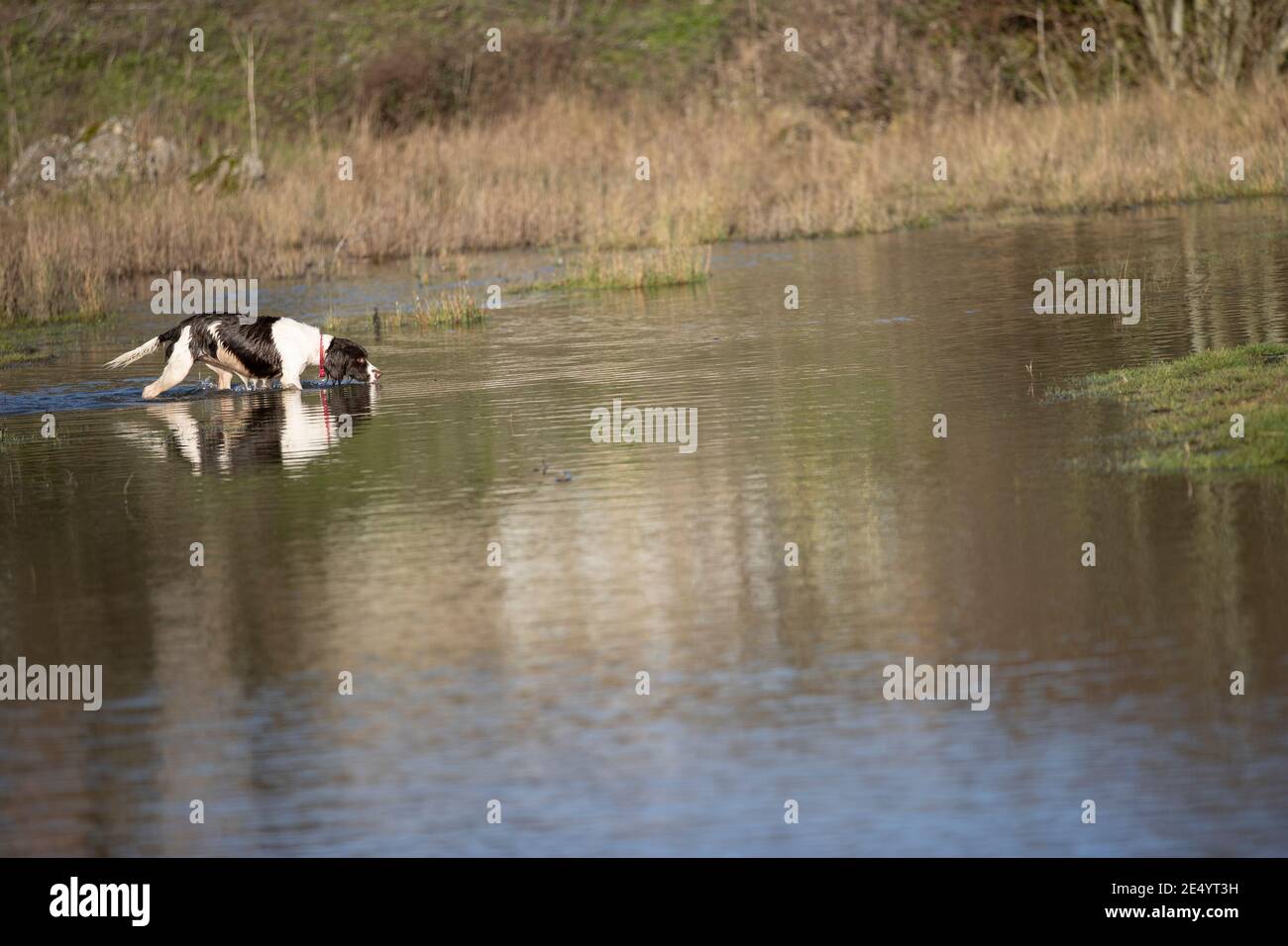 English Springer Spaniel Stockfoto