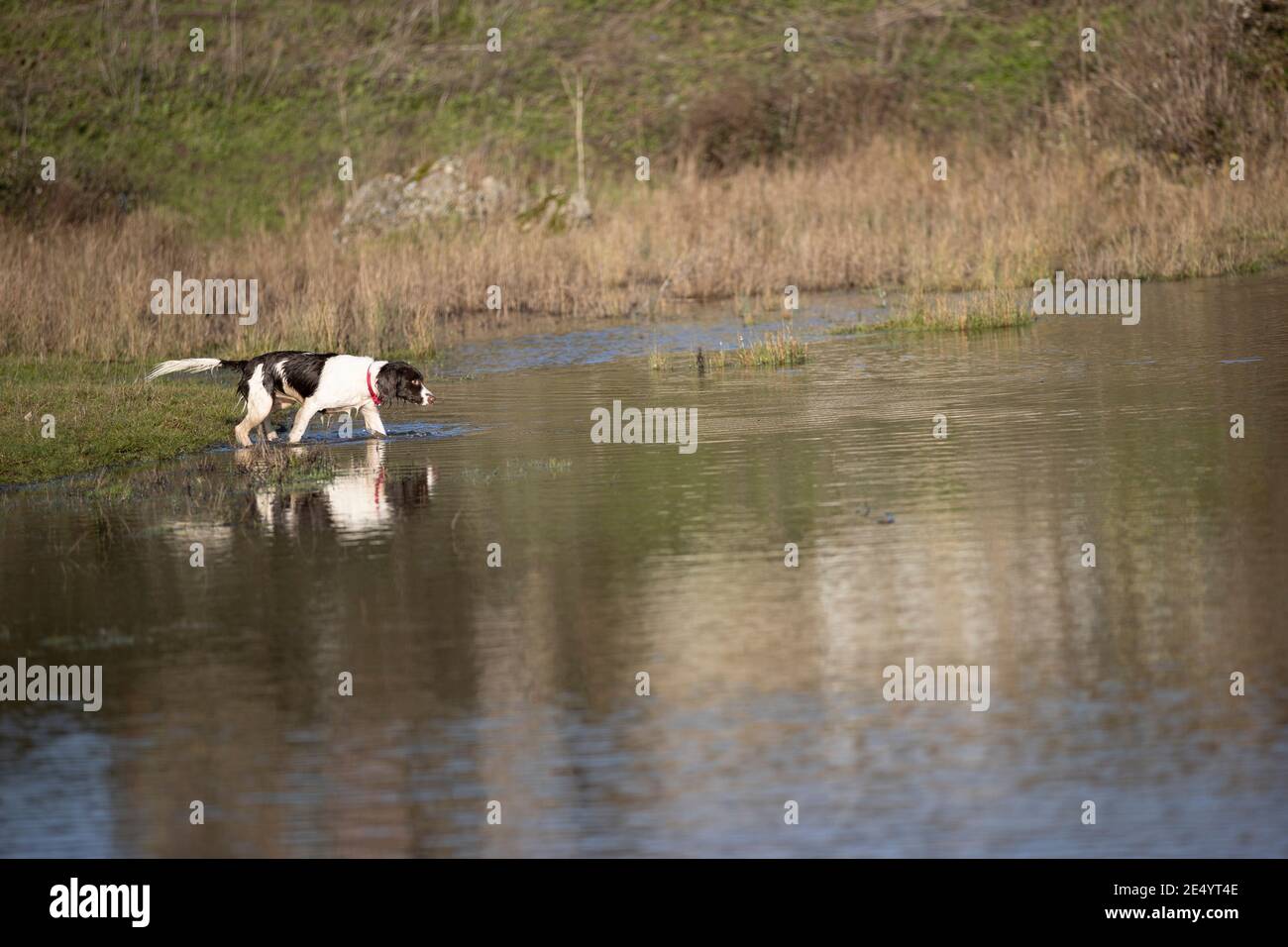 English Springer Spaniel Stockfoto
